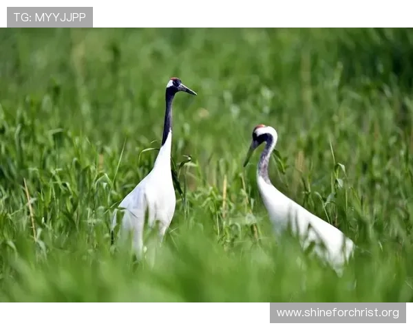 血流成河的同义词大全及其在不同场景中的应用指南